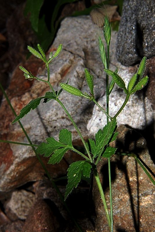 Myrrhoides nodosa / Cerfoglio